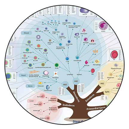 10xGenomics单细胞转录组测序
